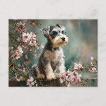 Schnauzer-Welpe zwischen Frühlings-Kirschblüten