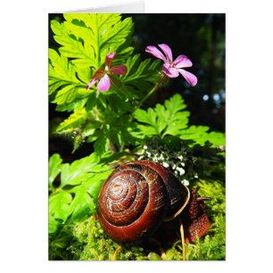 Schnecke