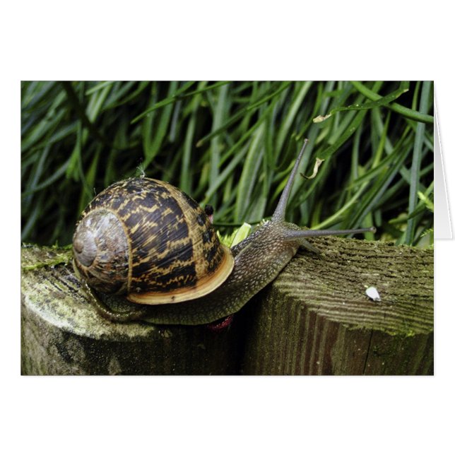 Schnecke (Vorderseite (Horizontal))