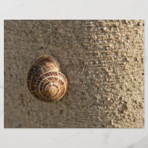Schnecke