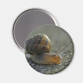 Schnecke 1 Magnet (Vorderseite/Rückseite)