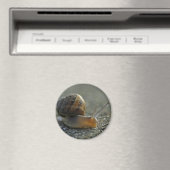 Schnecke 1 Magnet (In Situ (Geschirrspüler))