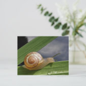 Schnecke 96 ~ Postkarte (Stehend Vorderseite)