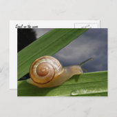 Schnecke 96 ~ Postkarte (Vorne/Hinten)