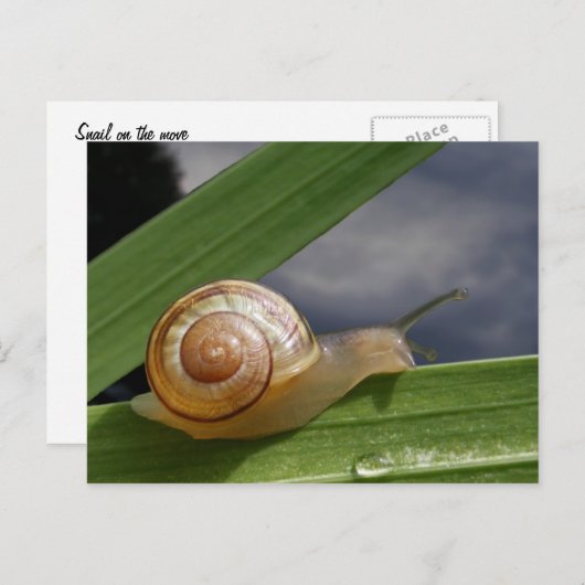 Schnecke 96 ~ Postkarte (Vorne/Hinten)