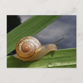 Schnecke 96 ~ Postkarte