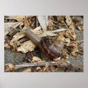 Schnecke auf der Strecke Poster