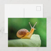 Schnecke auf einem Blatt Postkarte (Vorne/Hinten)