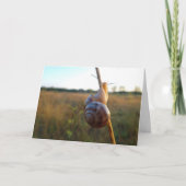 Schnecke auf einem Steg Karte (Vorderseite)