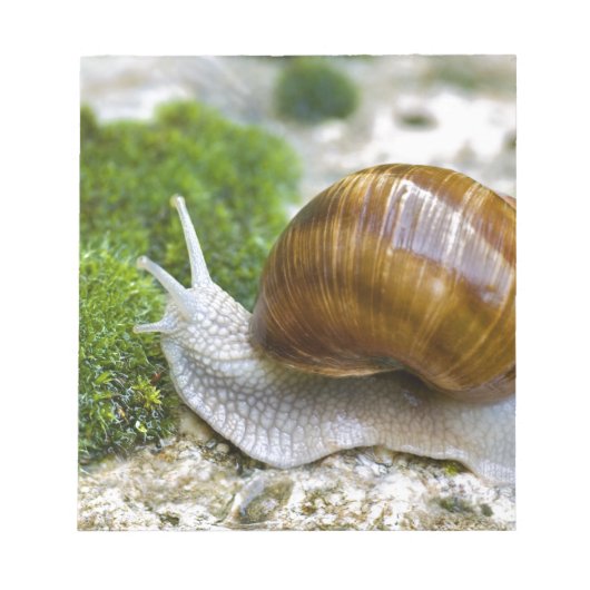 Schnecke aus Burgund Notizblock (Vorderseite)