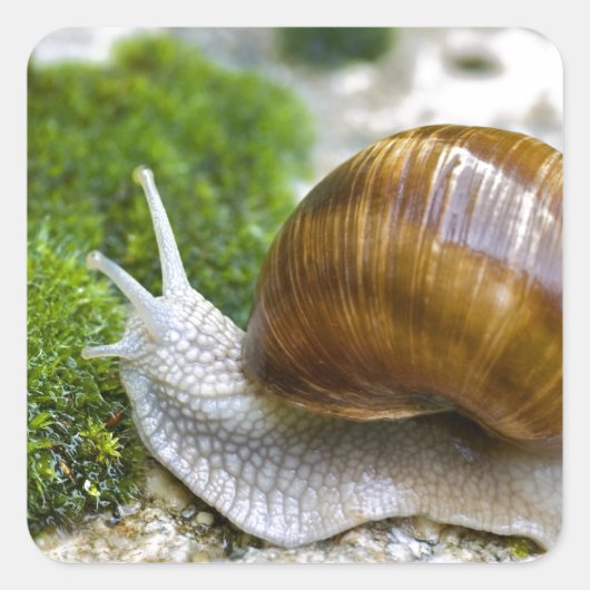 Schnecke aus Burgund Quadratischer Aufkleber (Vorderseite)