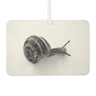 Schnecke Autolufterfrischer