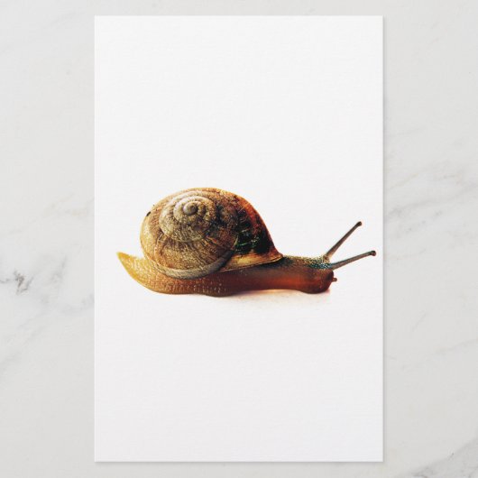 Schnecke Briefpapier (Vorderseite)