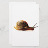 Schnecke Briefpapier (Vorne/Hinten)