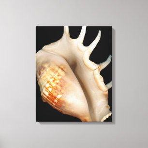 Schnecke - Conchologie - Conch Leinwanddruck