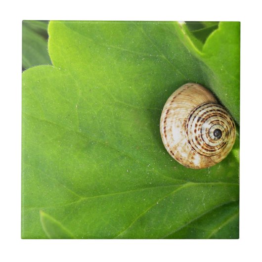 Schnecke Fliese (Vorderseite)