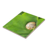 Schnecke Fliese (Seite)