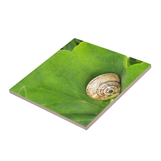 Schnecke Fliese (Seite)