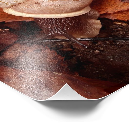 Schnecke Fotodruck (Ecke)