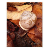 Schnecke Fotodruck (Vorne)