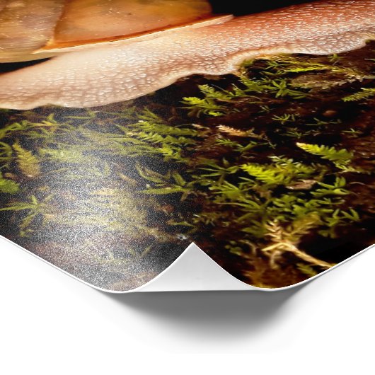 Schnecke Fotodruck (Ecke)