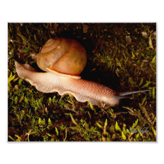 Schnecke Fotodruck