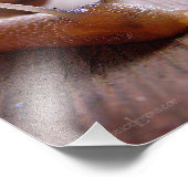 Schnecke Fotodruck (Ecke)