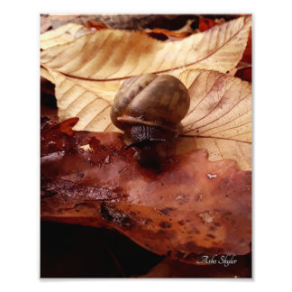 Schnecke Fotodruck