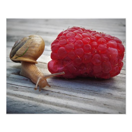 Schnecke Fotodruck (Vorne)