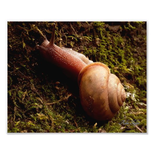 Schnecke Fotodruck (Vorne)