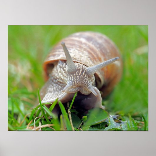 Schnecke frisst Gras Poster (Vorne)