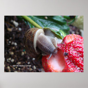 Schnecke frisst Strawberry Poster
