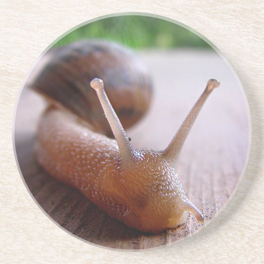 Schnecke Getränkeuntersetzer (Vorne)