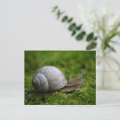 Schnecke in Vegetation Postkarte (Stehend Vorderseite)