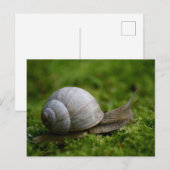 Schnecke in Vegetation Postkarte (Vorne/Hinten)