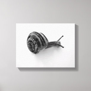 Schnecke Leinwanddruck