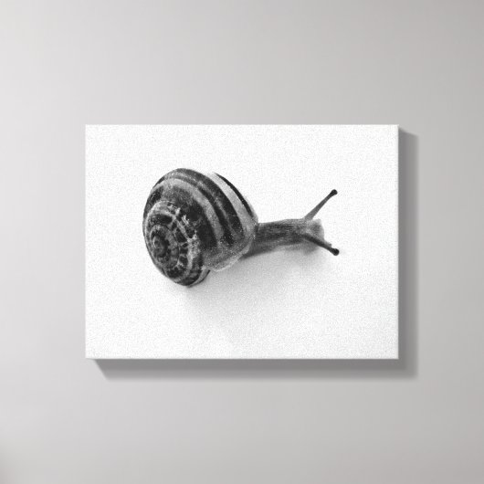 Schnecke Leinwanddruck (Vorderseite)
