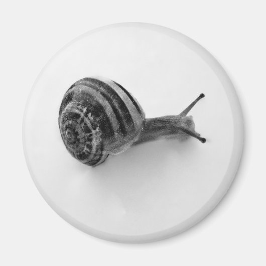 Schnecke Magnet (Vorne)