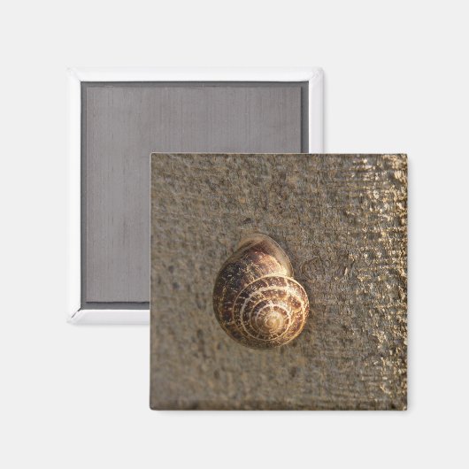 Schnecke Magnet (Vorderseite/Rückseite)