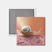 Schnecke ~ Magnet (Vorderseite/Rückseite)