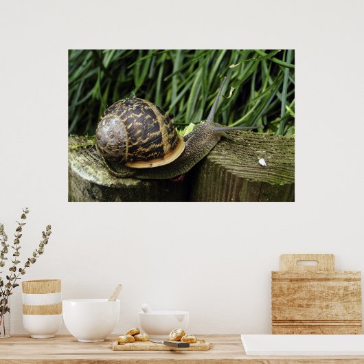Schnecke Poster (Küche)