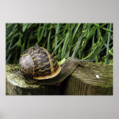 Schnecke Poster (Vorne)