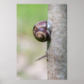 Schnecke Poster (Vorne)