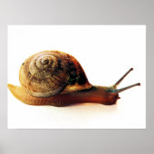 Schnecke Poster (Vorne)