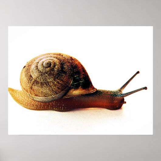 Schnecke Poster (Vorne)