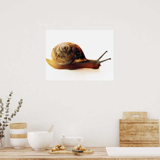 Schnecke Poster (Küche)
