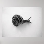 Schnecke Poster (Vorne)