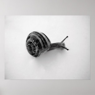 Schnecke Poster