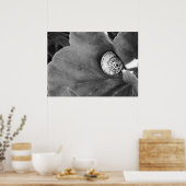 Schnecke Poster (Küche)