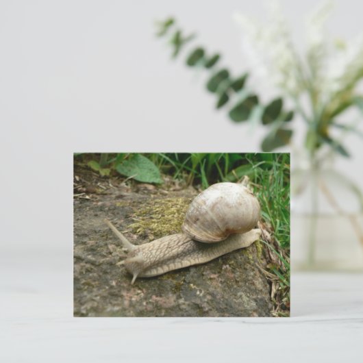 Schnecke Postkarte (Stehend Vorderseite)